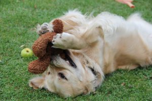 Homemade Dog Toys That Will Save You Money